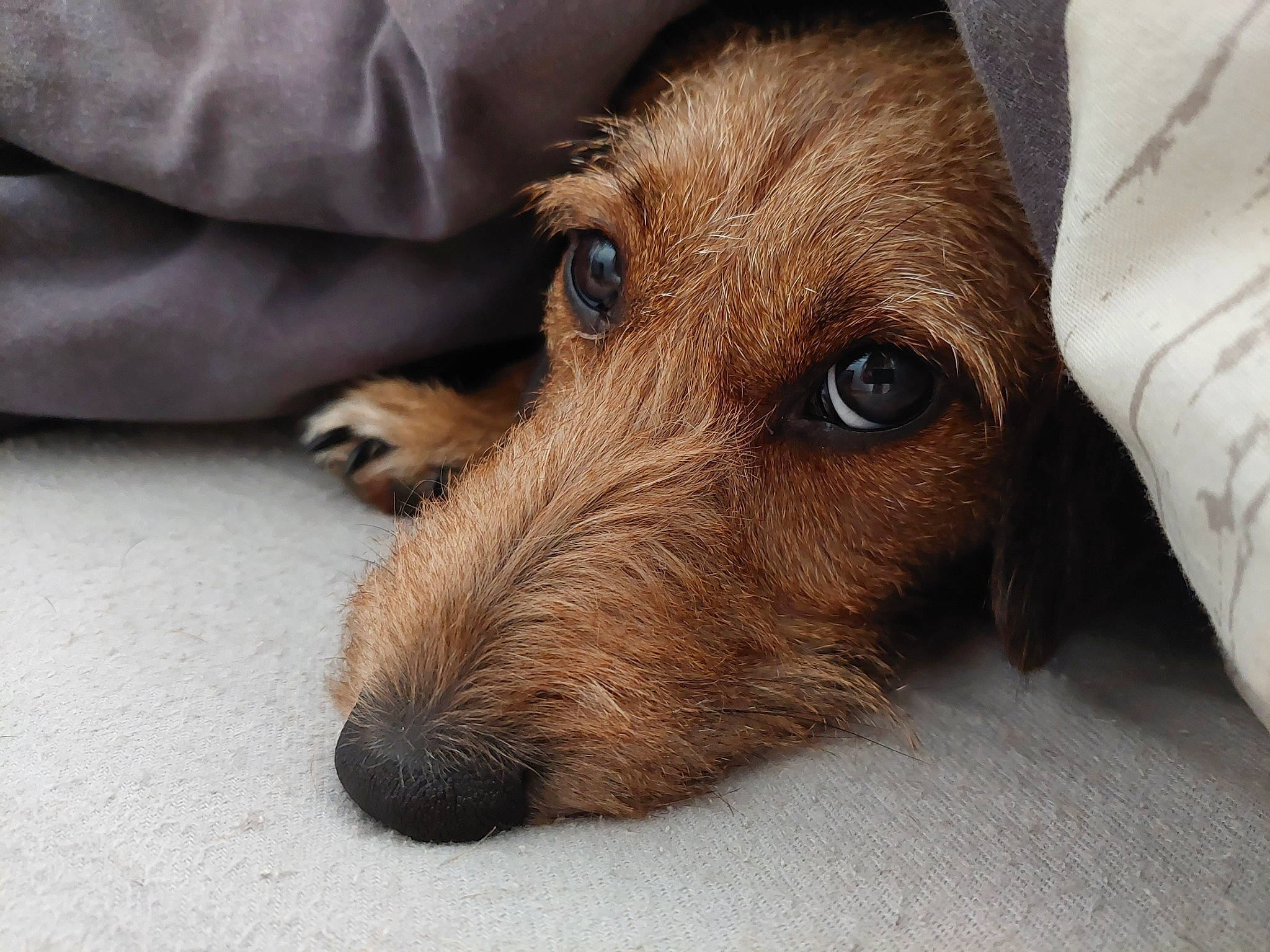 Pocus participe au concours pour gagner de l'argent avec cette photo : canidae, carnivore, comfort, companion_dog, dog, dog_breed, fawn, flooring, fur, hardwood, liver, pet_supply, snout, sporting_group, terrestrial_animal, whiskers, wood, working_animal