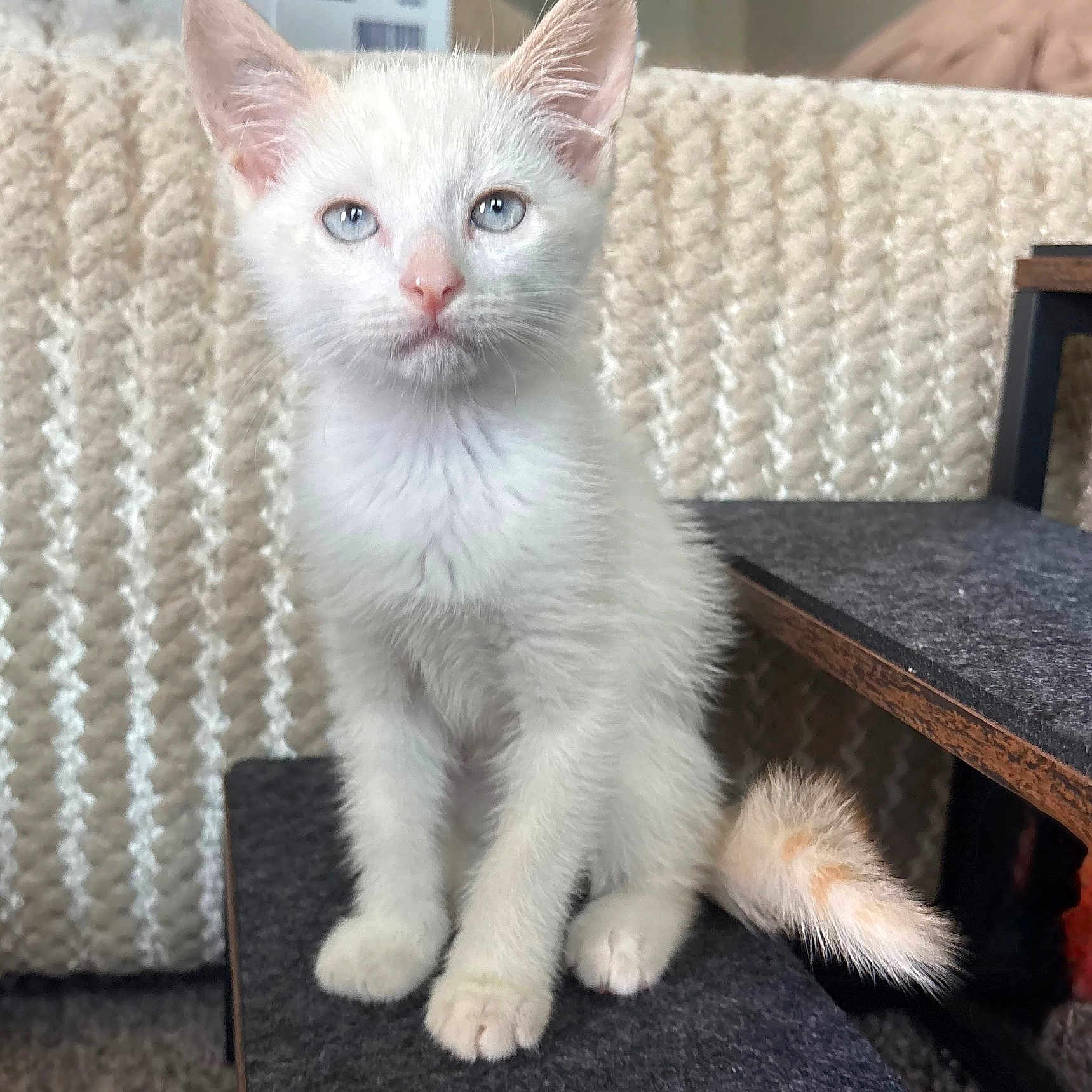 Loki joined the competition — help win amazing prizes! animal, blue_eyes, cat, cozy, curious, cute, domestic_cat, feline, fur, home, indoor, kitten, looking, paw, pet, sitting, soft_texture, tail, white_fur, young