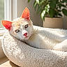 cat, white_cat, pet, animal, indoor, sunlight, window, bed, cozy, relaxed, feline, ears, whiskers, plant, leafy, blurred_background, soft_texture, resting, cute, domestic