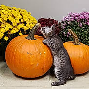 Little Man is registered to the contest to win money with this photo: autumn, cat, chrysanthemum, curiosity, cute, fall_decor, flowers, grey_tabby, indoor, kitten, looking_up, orange, paws, pumpkin, pumpkins, purple_flowers, seasonal_decoration, standing, tile_floor, yellow_flowers