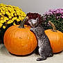 autumn, cat, chrysanthemum, curiosity, cute, fall_decor, flowers, grey_tabby, indoor, kitten, looking_up, orange, paws, pumpkin, pumpkins, purple_flowers, seasonal_decoration, standing, tile_floor, yellow_flowers
