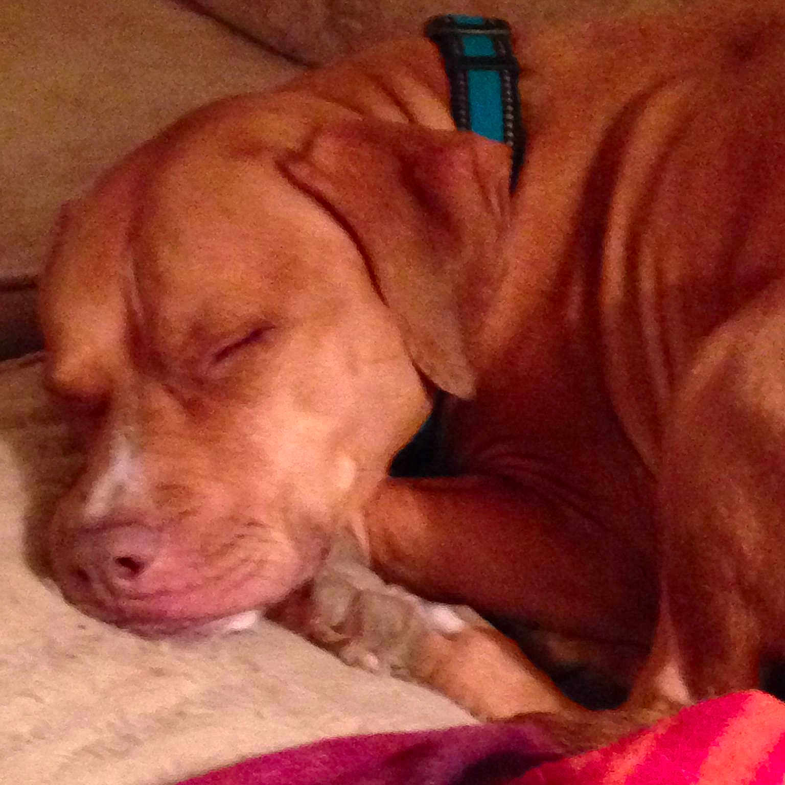Lexi