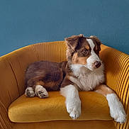 Arrow participe au concours pour gagner de l'argent avec cette photo : dog, puppy, armchair, yellow, mustard, velvet, furniture, indoor, pet, animal, brown, white, fluffy, relaxed, cute, portrait, side_view, cozy, paw, ears