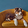 dog, puppy, armchair, yellow, mustard, velvet, furniture, indoor, pet, animal, brown, white, fluffy, relaxed, cute, portrait, side_view, cozy, paw, ears