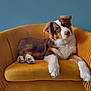dog, canine, pet, fur, tri_color, armchair, yellow_chair, velvet, indoor, furniture, head_tilt, curious, cozy, relaxed, paw, snout, ears, wall, blue_wall, portrait