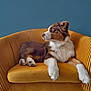 dog, armchair, furniture, indoor, pet, canine, mustard_yellow, teal_wall, tricolor, fluffy, relaxed, seated, looking_away, cozy, domestic, companion, animal, cute, resting, portrait