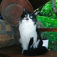 Grimm participe au concours pour gagner de l'argent avec cette photo : cat, black_and_white, fluffy, sitting, wooden_bench, metal_pan, rustic, roof, green_foliage, outdoor, nature, curious, pet, animal, whiskers, ears, tail, eyes, stone_wall, daylight