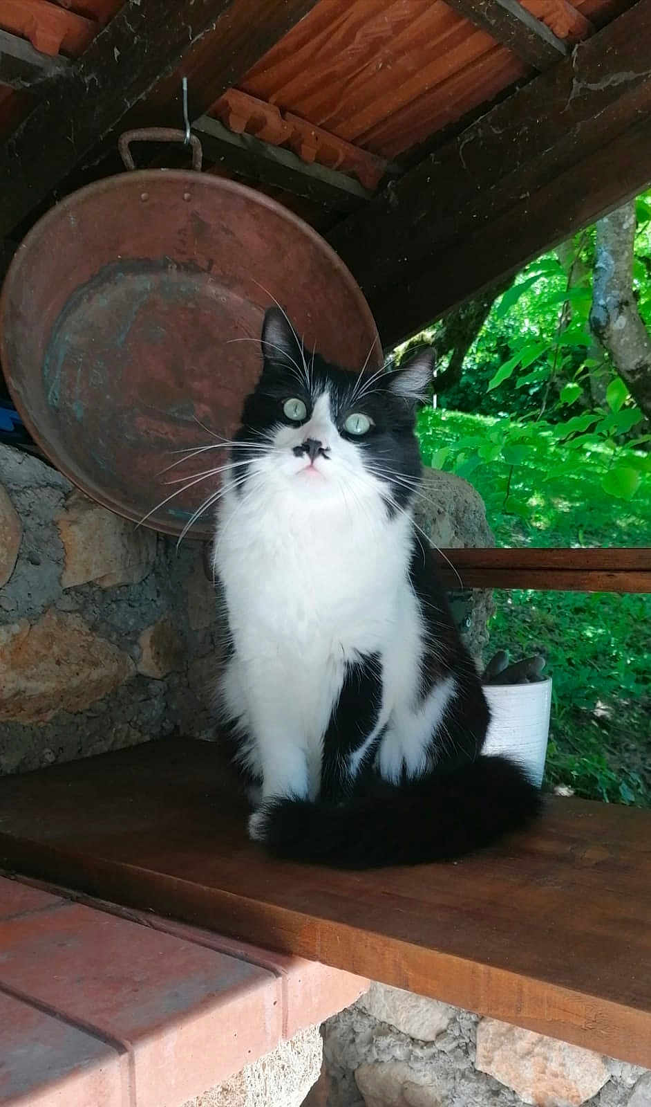 Grimm participe au concours pour gagner de l'argent avec cette photo : cat, black_and_white, fluffy, sitting, wooden_bench, metal_pan, rustic, roof, green_foliage, outdoor, nature, curious, pet, animal, whiskers, ears, tail, eyes, stone_wall, daylight