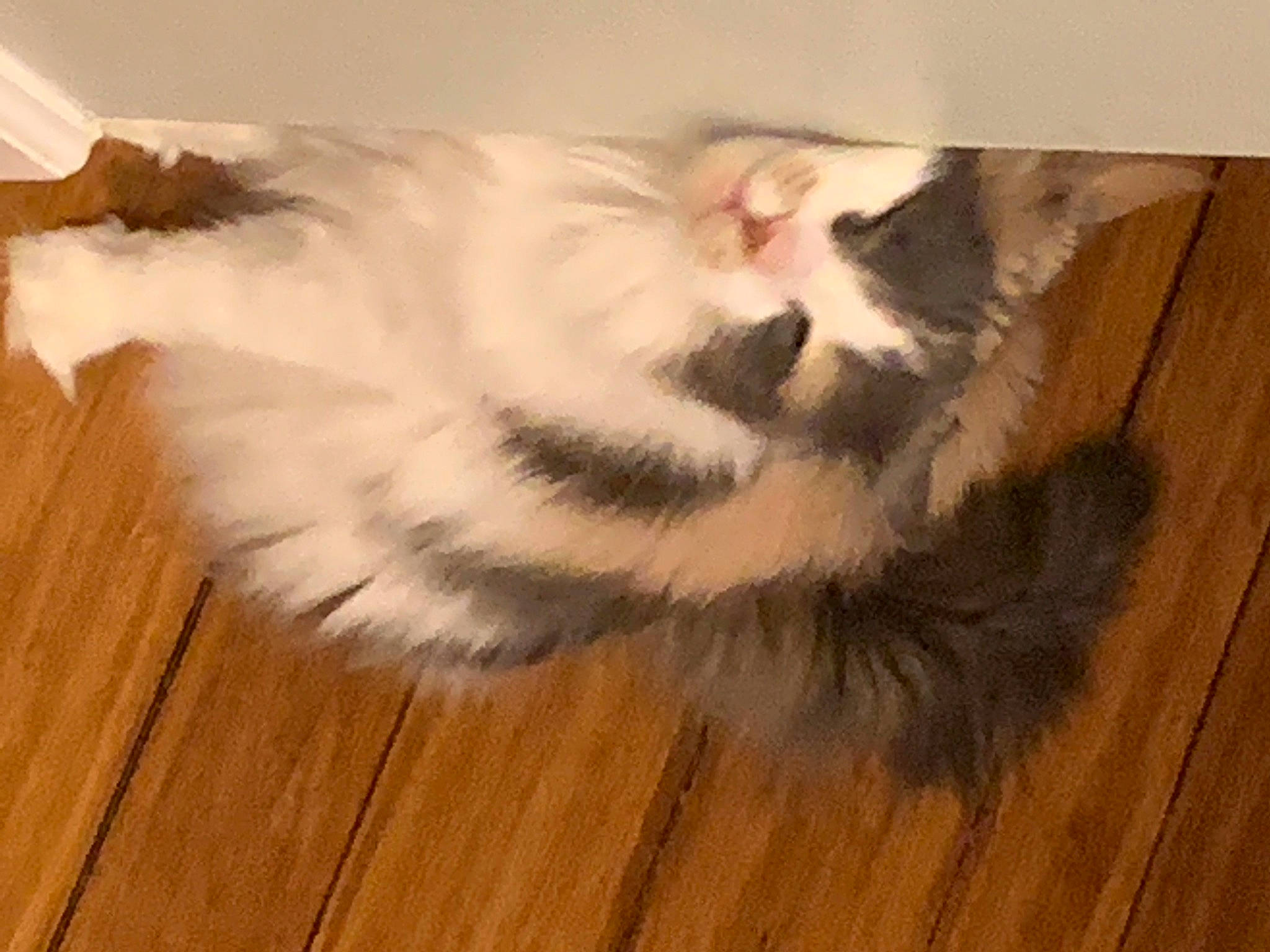 Picasso joined the competition — help win amazing prizes! carnivore, cat, comfort, fawn, felidae, floor, flooring, foot, hardwood, laminate_flooring, paw, plank, small_to_medium_sized_cats, snout, tail, varnish, whiskers, wood, wood_flooring, wood_stain