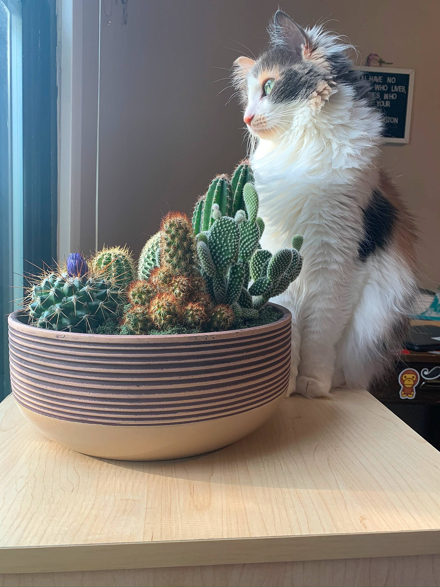 Picasso is registered to the contest to win money with this photo: carnivore, cat, desk, dishware, felidae, flowerpot, fruit, glass, grass, houseplant, plant, rectangle, serveware, shelf, small_to_medium_sized_cats, table, terrestrial_plant, vegetable, whiskers, window