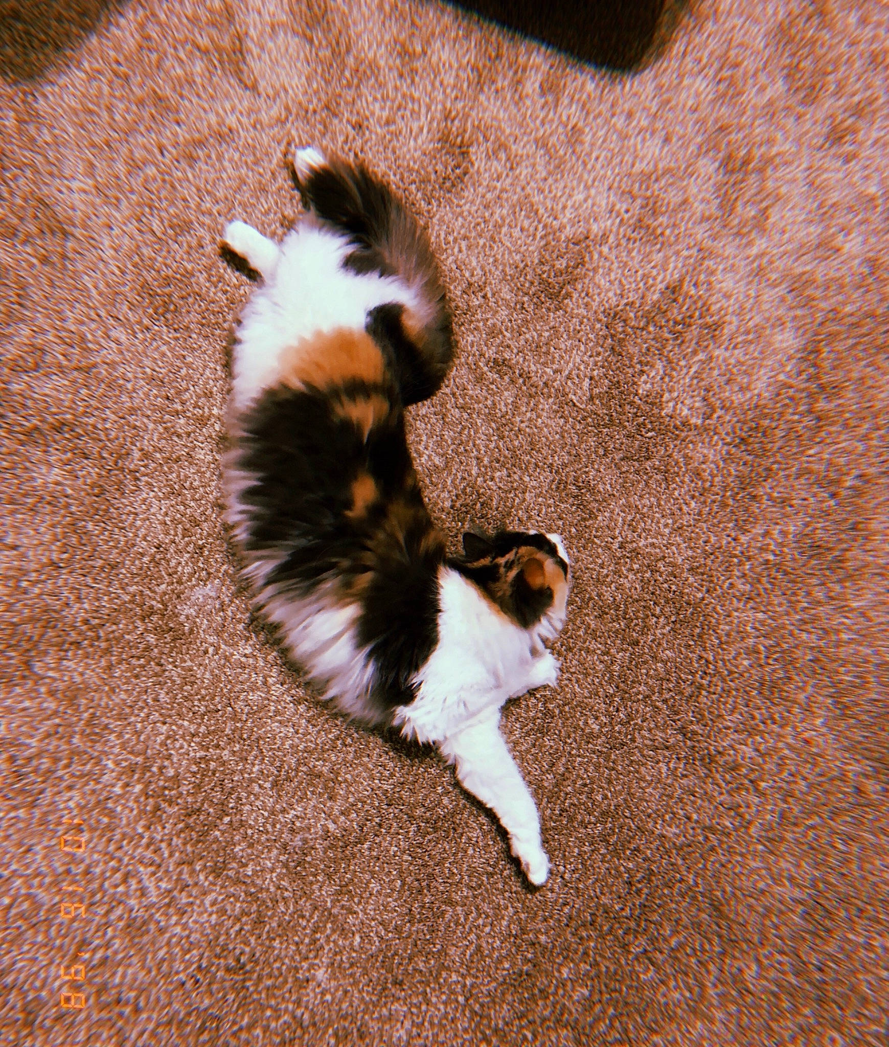 Picasso is registered to the contest to win money with this photo: brown, carnivore, cat, companion_dog, dog_breed, domestic_short_haired_cat, fawn, felidae, fur, grass, mammal, sand, shadow, small_to_medium_sized_cats, soil, sporting_group, tail, terrestrial_animal, whiskers, wood