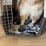 Aegon participe au concours pour gagner de l'argent avec cette photo : animal, blanket, brown, cage, canine, comfort, cozy, crate, dog, domestic, fluffy, fur, home, indoor, legs, open_door, pet_crate, standing, white, wooden_floor