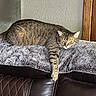 cat, tabby, feline, lounging, blanket, couch, leather, indoor, relaxed, pet, animal, fur, resting, home, cozy, comfortable, sleepy, domestic, paw, whiskers