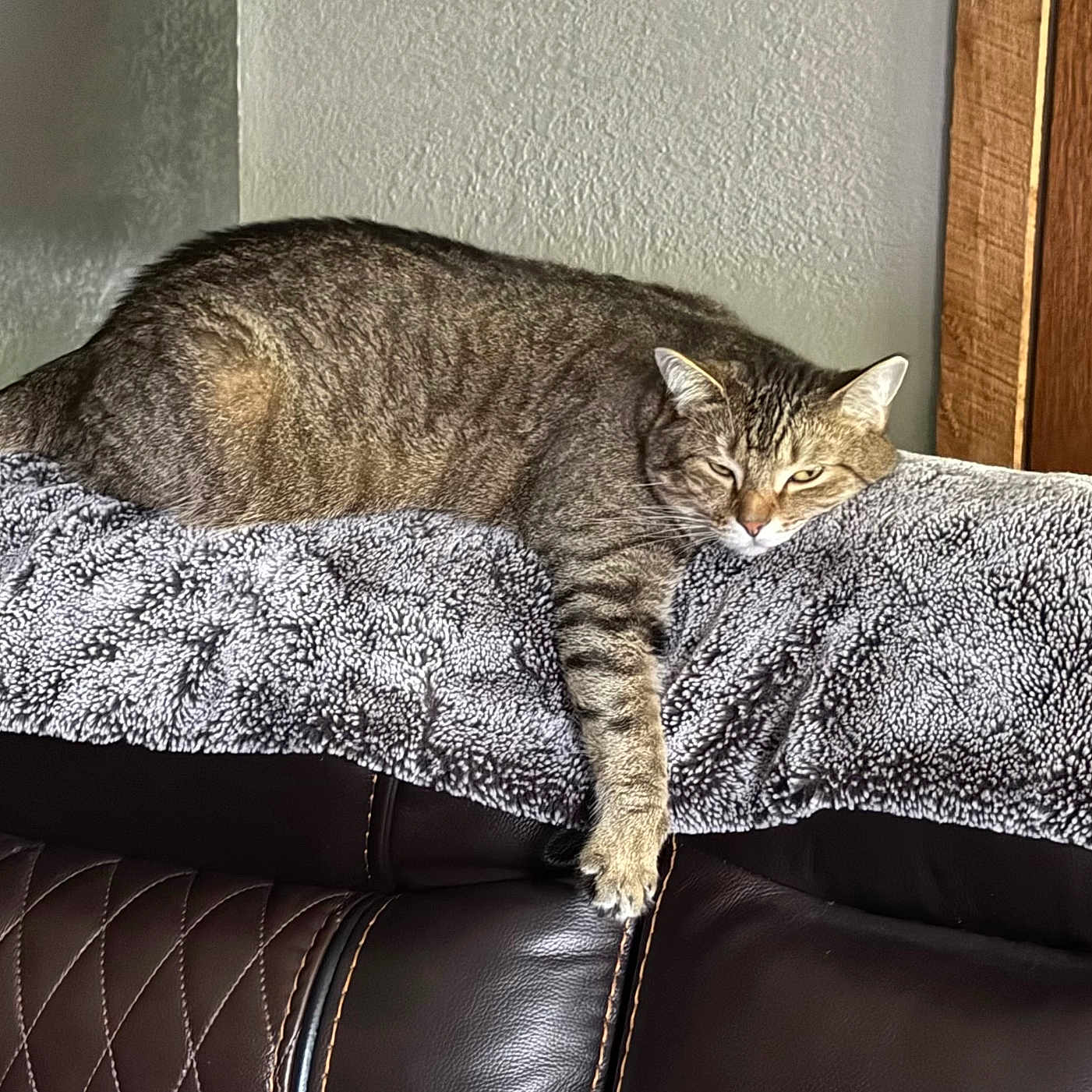 Cleetus joined the competition — help win amazing prizes! cat, tabby, feline, lounging, blanket, couch, leather, indoor, relaxed, pet, animal, fur, resting, home, cozy, comfortable, sleepy, domestic, paw, whiskers