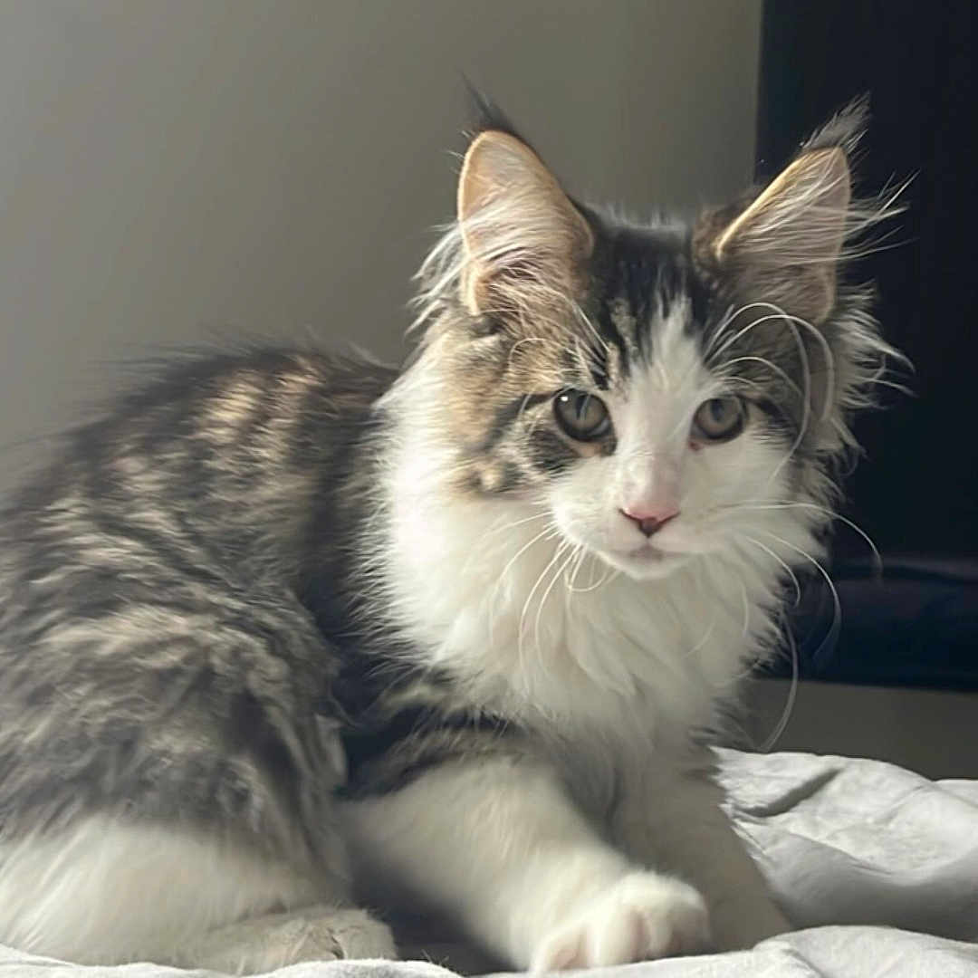 Willow