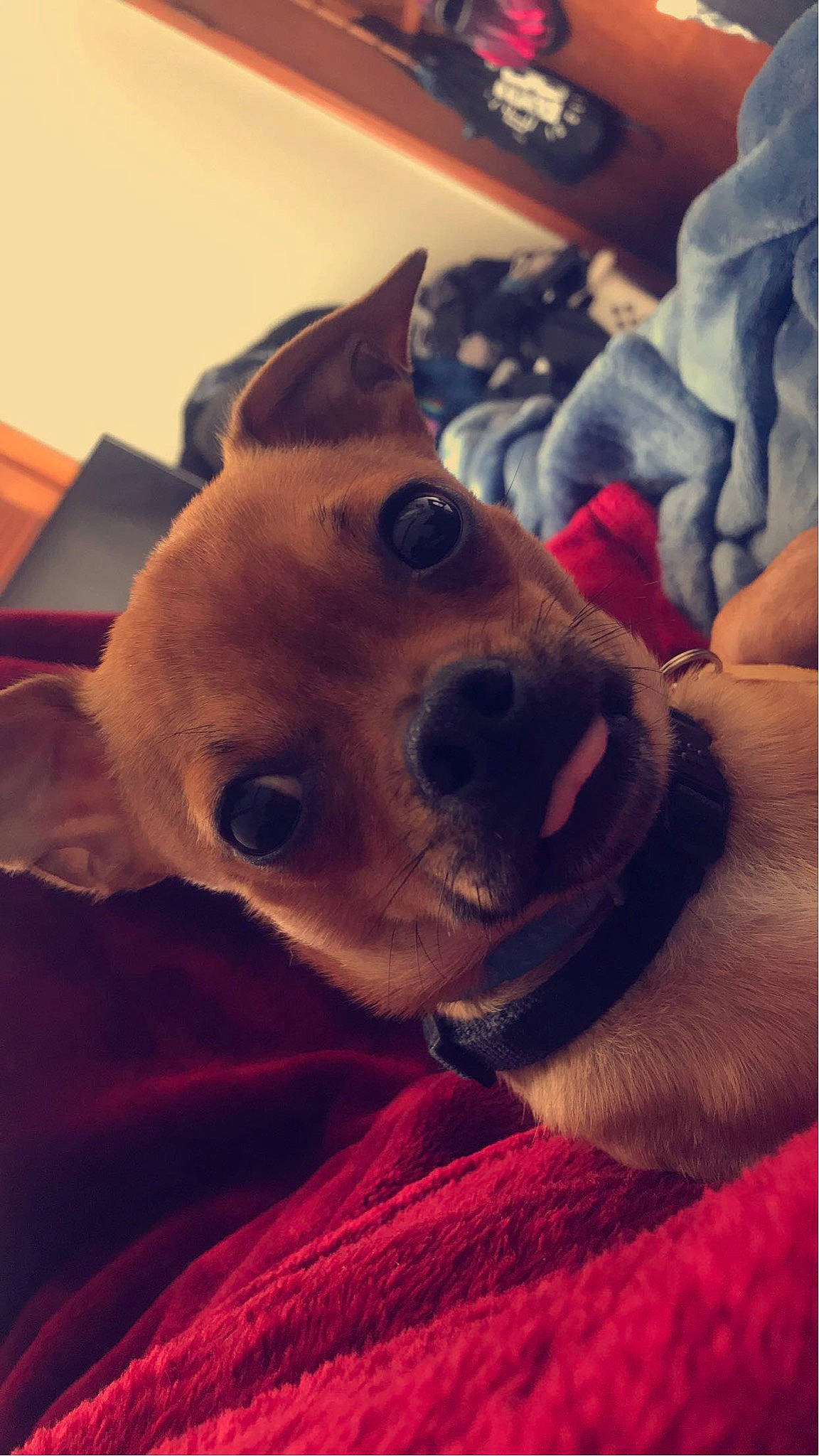 Diablo joined the competition — help win amazing prizes! canidae, carnivore, cloud, collar, comfort, companion_dog, dog, dog_breed, ear, fawn, fur, happy, puppy, selfie, snout, spitz, sporting_group, square, whiskers, working_animal