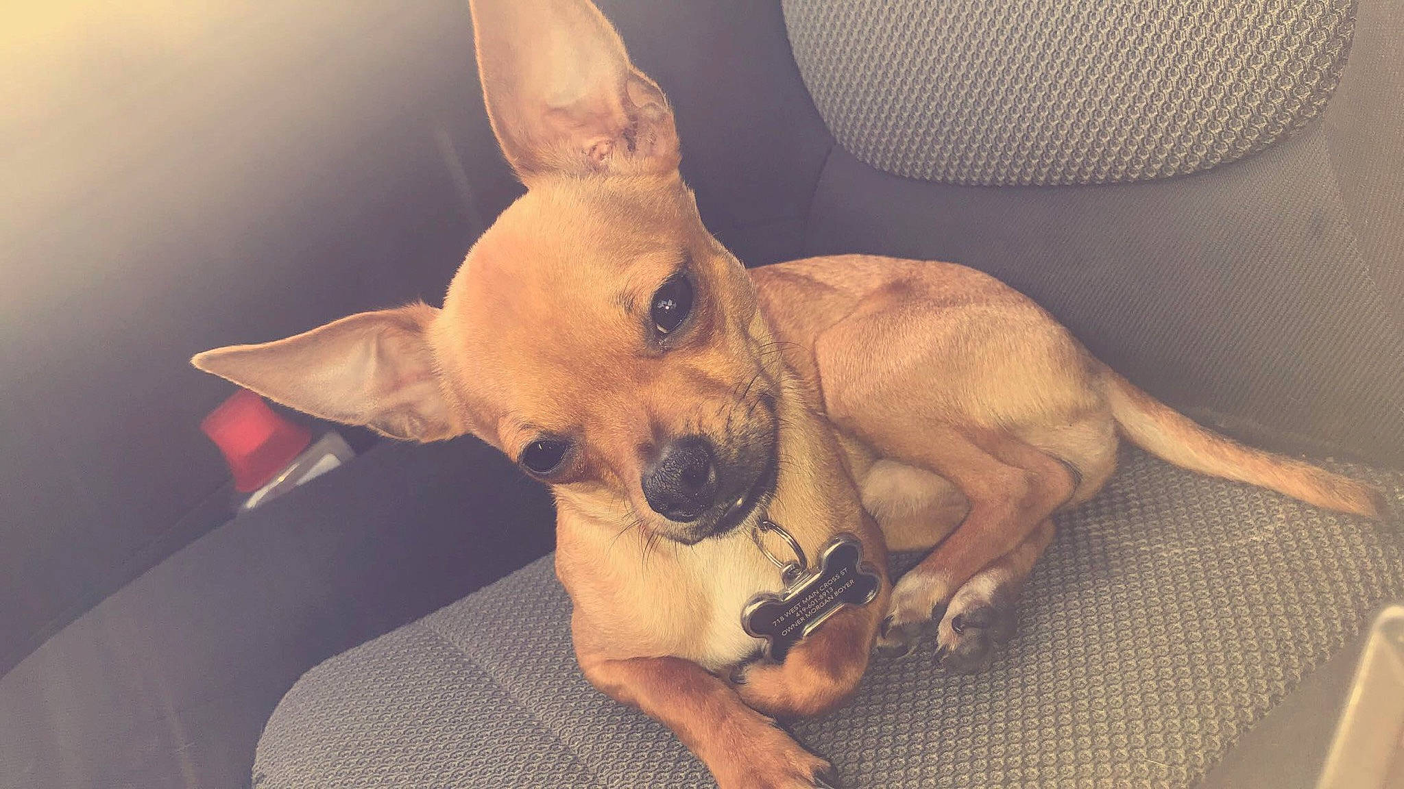 Diablo is registered to the contest to win money with this photo: canidae, carnivore, comfort, companion_dog, dog, dog_breed, ear, eye, fawn, fur, happy, paw, sitting, smile, snout, sporting_group, terrestrial_animal, toy_dog, whiskers, working_animal