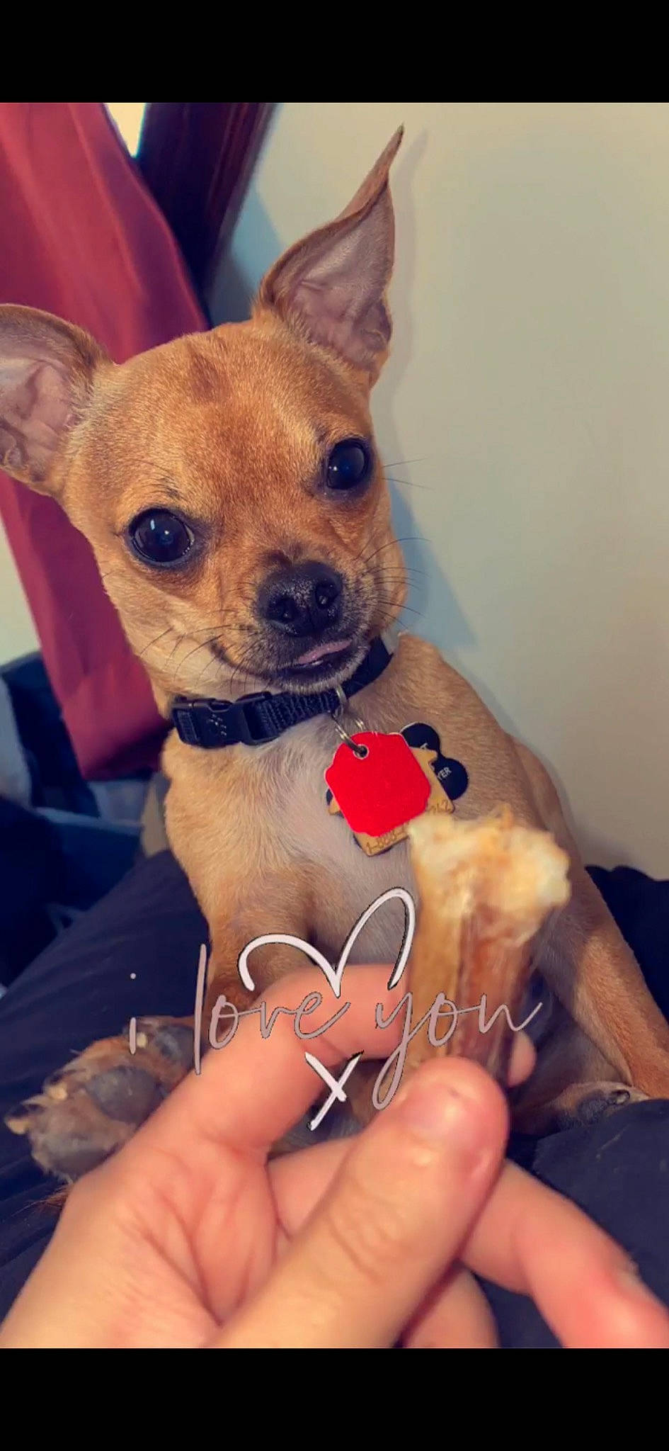 Diablo joined the competition — help win amazing prizes! canidae, carnivore, chihuahua, collar, companion_dog, corgi_chihuahua, dog, dog_breed, dog_collar, dog_supply, ear, fawn, fur, pattern, russkiy_toy, snout, sporting_group, toy_dog, whiskers, working_animal