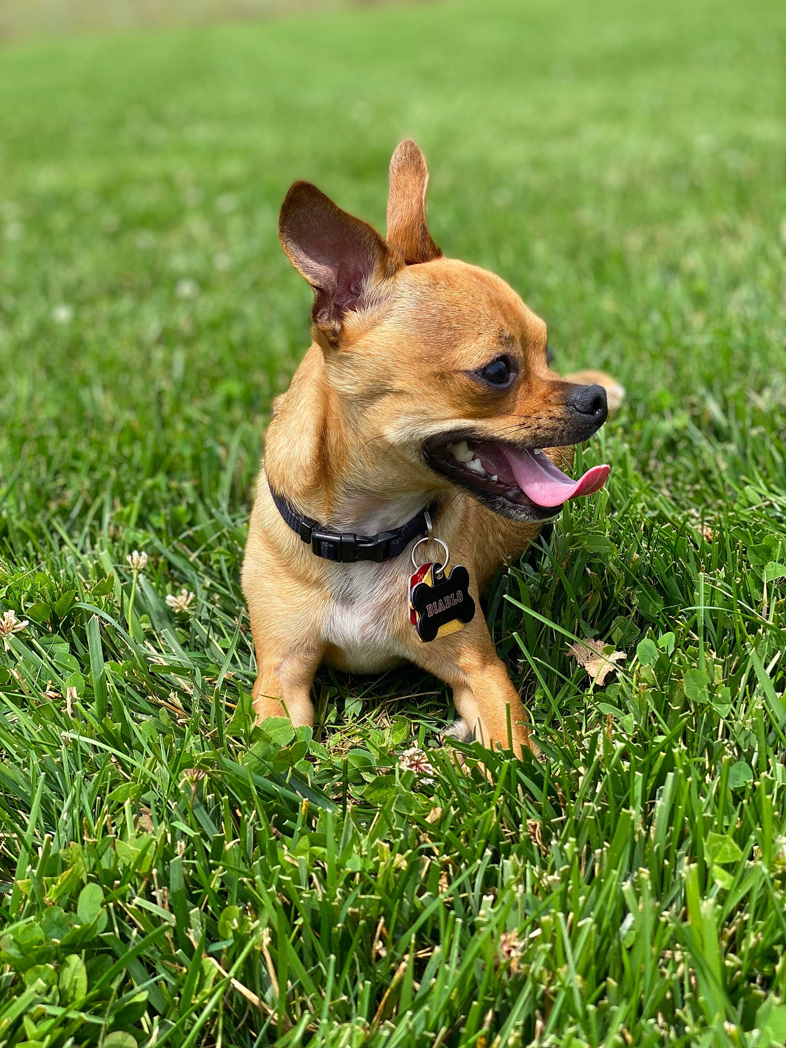 Diablo joined the competition — help win amazing prizes! carnivore, chihuahua, collar, companion_dog, dog, dog_breed, dog_clothes, dog_collar, dog_supply, fashion_accessory, fawn, grass, grassland, green, leash, plant, snout, terrier, toy_dog, whiskers