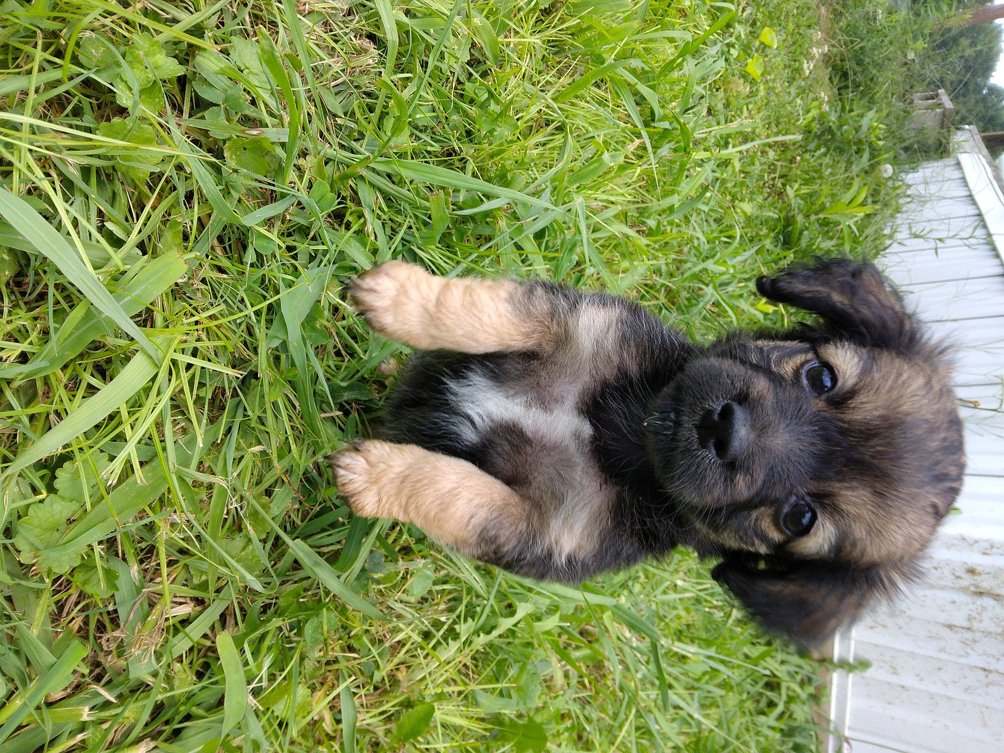 Fiona May joined the competition — help win amazing prizes! canidae, carnivore, companion_dog, dog, dog_breed, fawn, fur, grass, groundcover, liver, paw, plant, puppy, snout, sporting_group, tail, terrestrial_animal, wildlife, working_animal