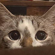 Sushi a rejoint le concours — aidez-le/la à gagner de superbes lots ! animal, cat, close_up, curious, cute, face, feline, fur, gray_and_white, indoors, kitten, large_ears, peeking, pet, photography, portrait, warm_lighting, whiskers, wide_eyes, wooden_background