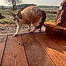 animal, calico_cat, cat, countryside, deck, ears, farm, feline, field, nature, outdoor, pet, portrait, rustic, sunlight, sunset, tree, walking, whiskers, wood