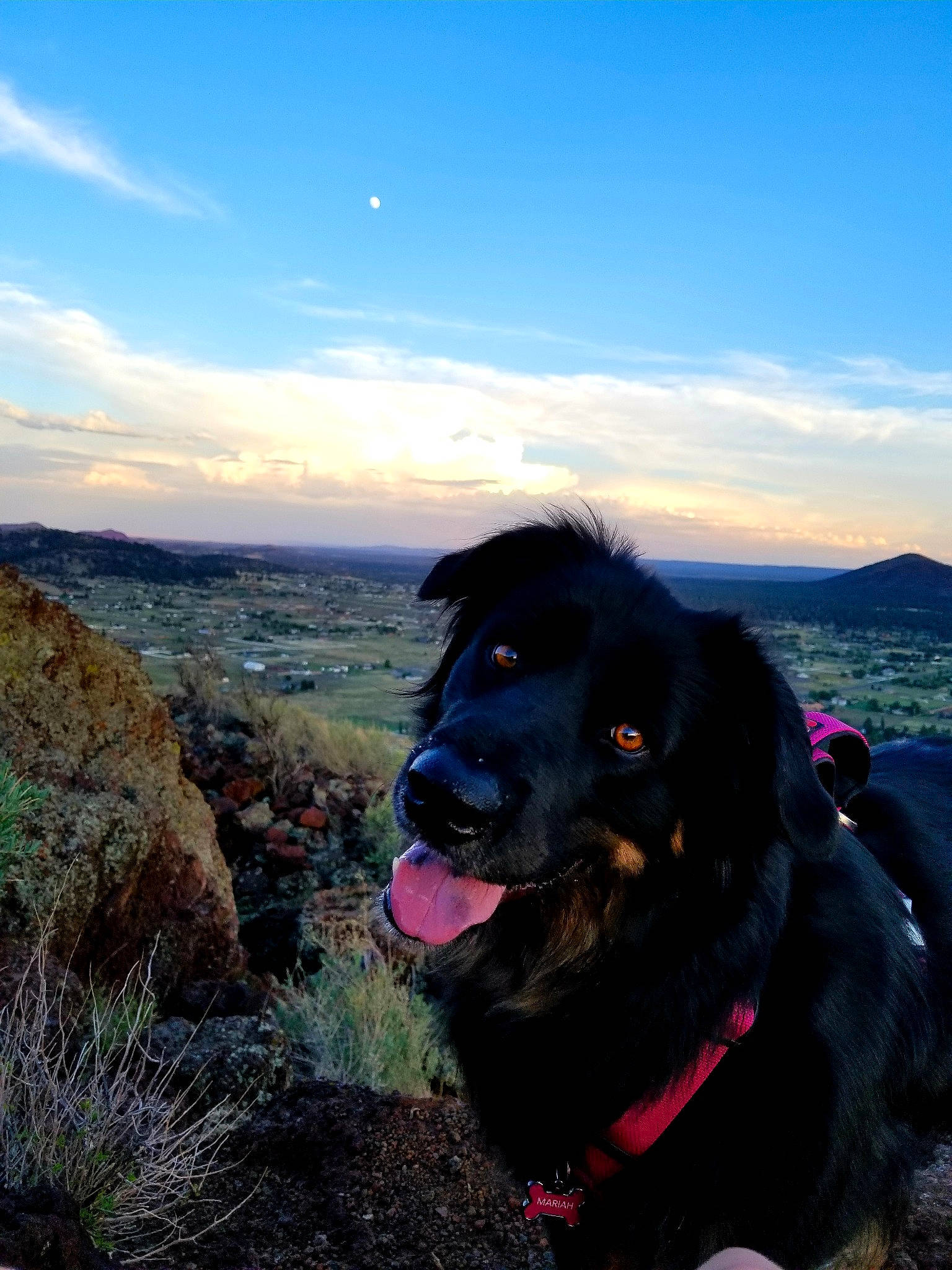 Mariah is registered to the contest to win money with this photo: adventure, canidae, carnivore, cloud, coast, dog, dog_breed, flat_coated_retriever, hill, labrador_retriever, mountain, newfoundland, ocean, retriever, sea, sky, sporting_group, vacation, wilderness