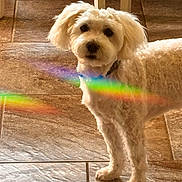 Chase joined the competition — help win amazing prizes! dog, small_dog, fluffy, white_fur, standing, portrait, indoors, tile_floor, home, pet, animal, groomed, collar, cute, alert, looking_at_camera, rainbow, light_effect, warm_lighting, full_body