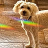 dog, small_dog, fluffy, white_fur, standing, portrait, indoors, tile_floor, home, pet, animal, groomed, collar, cute, alert, looking_at_camera, rainbow, light_effect, warm_lighting, full_body