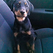 Princesse participe au concours pour gagner de l'argent avec cette photo : puppy, dog, pet, car_seat, black_dog, brown_markings, indoor, animal, canine, young_dog, sitting, looking, ears, fur, legs, paws, face, vehicle_interior, seat, window