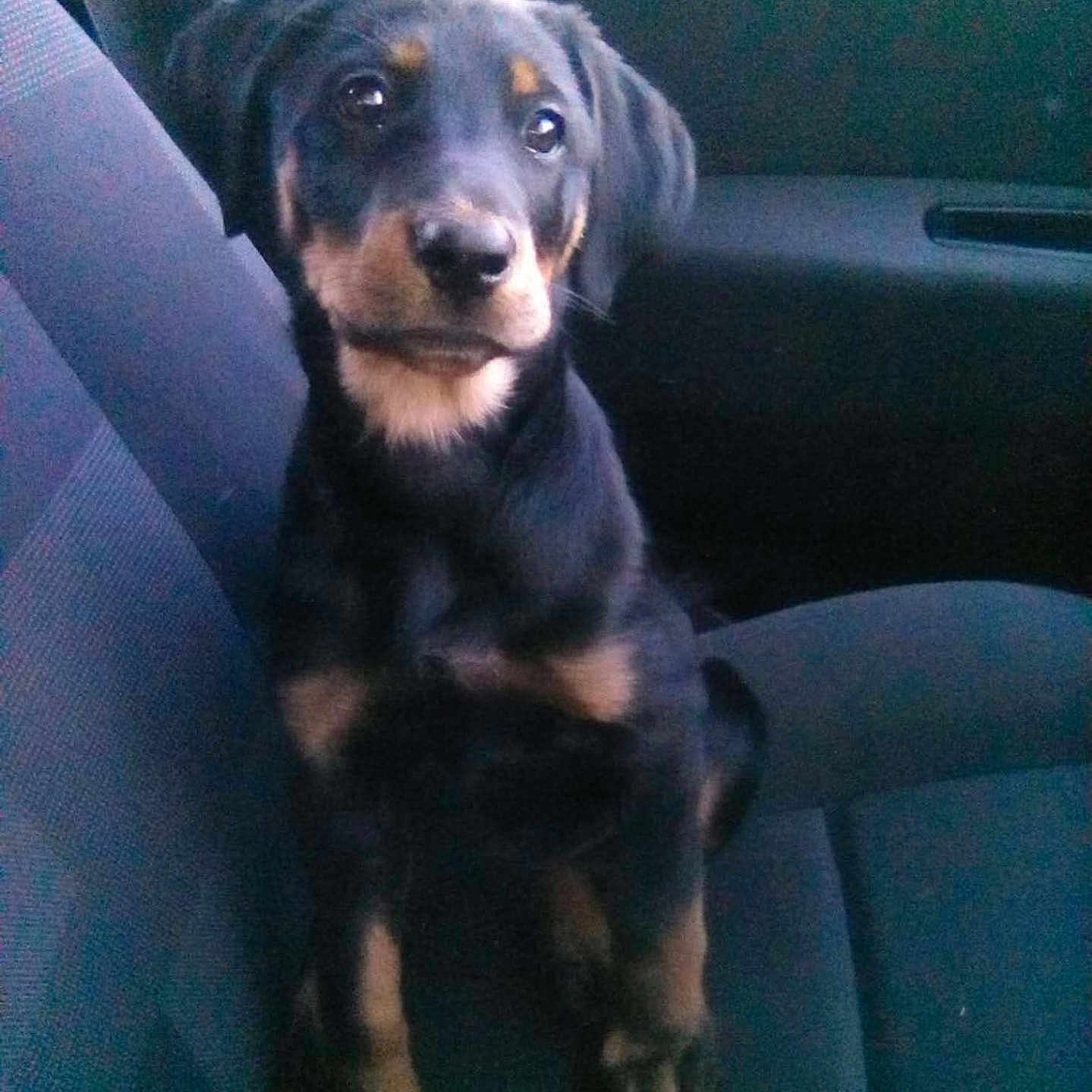 Princesse participe au concours pour gagner de l'argent avec cette photo : animal, black_dog, brown_markings, canine, car_seat, dog, ears, face, fur, indoor, legs, looking, paws, pet, puppy, seat, sitting, vehicle_interior, window, young_dog