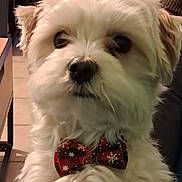 Voyou a rejoint le concours — aidez-le/la à gagner de superbes lots ! dog, white_fur, bow_tie, indoor, pet, cute, fluffy, animal, portrait, close_up, holiday_theme, decorative_accessory, face, small_dog, domestic, friendly, fur_texture, looking, companionship, adorable