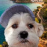 Voyou participe au concours pour gagner de l'argent avec cette photo : dog, hat, clothing, beach, ocean, sunset, landscape, nature, scenic, coast, water, sky, clouds, animal, portrait, outdoor, summer, vacation, cute, pet