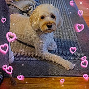 Teddy joined the competition — help win amazing prizes! animal, blanket, cozy, curly_fur, cute, decor, dog, floor_lamp, furniture, gray_rug, heart_overlay, home, indoor, lying_down, pet, relaxed, rug, sparkles, white_dog, wooden_floor