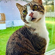 Newt joined the competition — help win amazing prizes! cat, tabby, green_eyes, window, rain, curious, sitting, indoor, fur, pet, animal, looking, nature, daylight, closeup, portrait, whiskers, pink_nose, domestic_cat, mammal