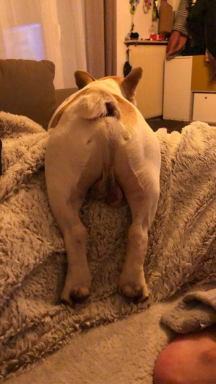 Boston a rejoint le concours — aidez-le/la à gagner de superbes lots ! art, big_cats, carnivore, comfort, dog_breed, fawn, felidae, flooring, fur, human_leg, jaw, lion, recreation, sculpture, snout, tail, terrestrial_animal, whiskers, wildlife, wood