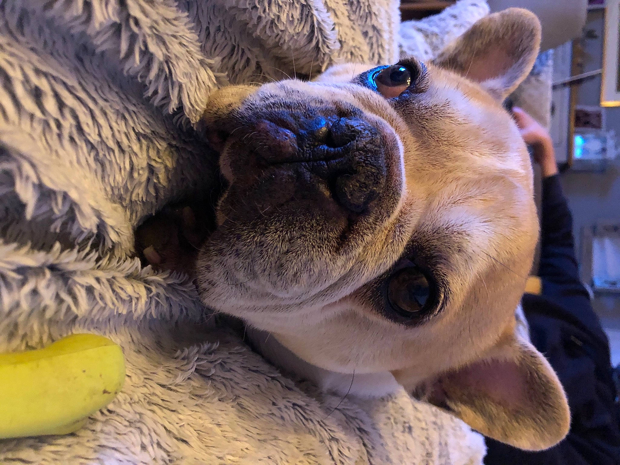 Boston a rejoint le concours — aidez-le/la à gagner de superbes lots ! canidae, carnivore, companion_dog, dog, dog_breed, ear, fawn, fur, nose, organism, picture_frame, shelf, smile, snout, sporting_group, terrestrial_animal, whiskers, wildlife, working_animal, wrinkle