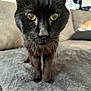 black_cat, cat, close_up, whiskers, green_eyes, indoor, pet, feline, blanket, couch, soft_texture, curious, animal, portrait, domestic_cat, close_range, furry, kitten, home, cozy