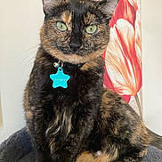 Reeses joined the competition — help win amazing prizes! cat, tortoiseshell, green_eyes, pet_tag, collar, indoor, portrait, feline, sitting, floral_painting, wall_art, cozy, fur, whiskers, ears, animal, cute, closeup, domestic_cat, resting