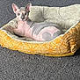 animal, carpet, cat, cozy, cream_bed, cute, domestic_animal, ears, feline, floor, hairless_cat, indoor, looking_at_camera, pet, pet_bed, resting, skin_folds, sphynx_cat, wide_eyes, yellow_bed