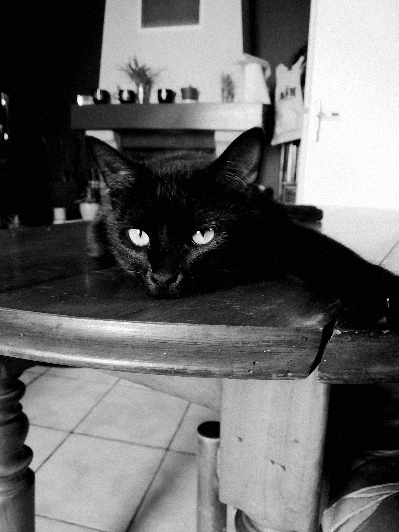 Piazza participe au concours pour gagner de l'argent avec cette photo : asian, black, black_and_white, black_cat, carnivore, cat, chair, domestic_short_haired_cat, felidae, kitten, monochrome, monochrome_photography, small_to_medium_sized_cats, snapshot, snout, style, table, whiskers, white