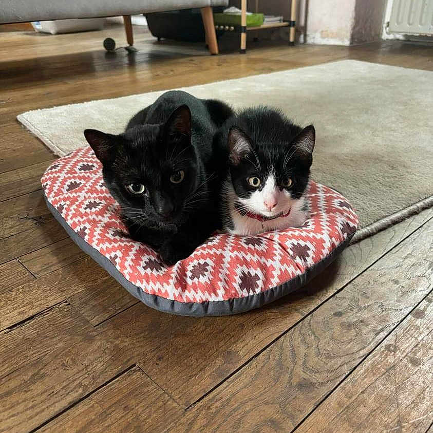 Ace Et Onyx participe au concours pour gagner de l'argent avec cette photo : animal, canine, cat, dog, dogbed, hardwood, homedecor, kitten, manx, pet, wood