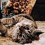 Softy is registered to the contest to win money with this photo: cat, tabby, fluffy_rug, upside_down, wide_eyes, whiskers, indoor, cozy, leopard_print, blanket, pet, feline, curious, relaxed, soft_texture, animal, cute, domestic_cat, fur, resting