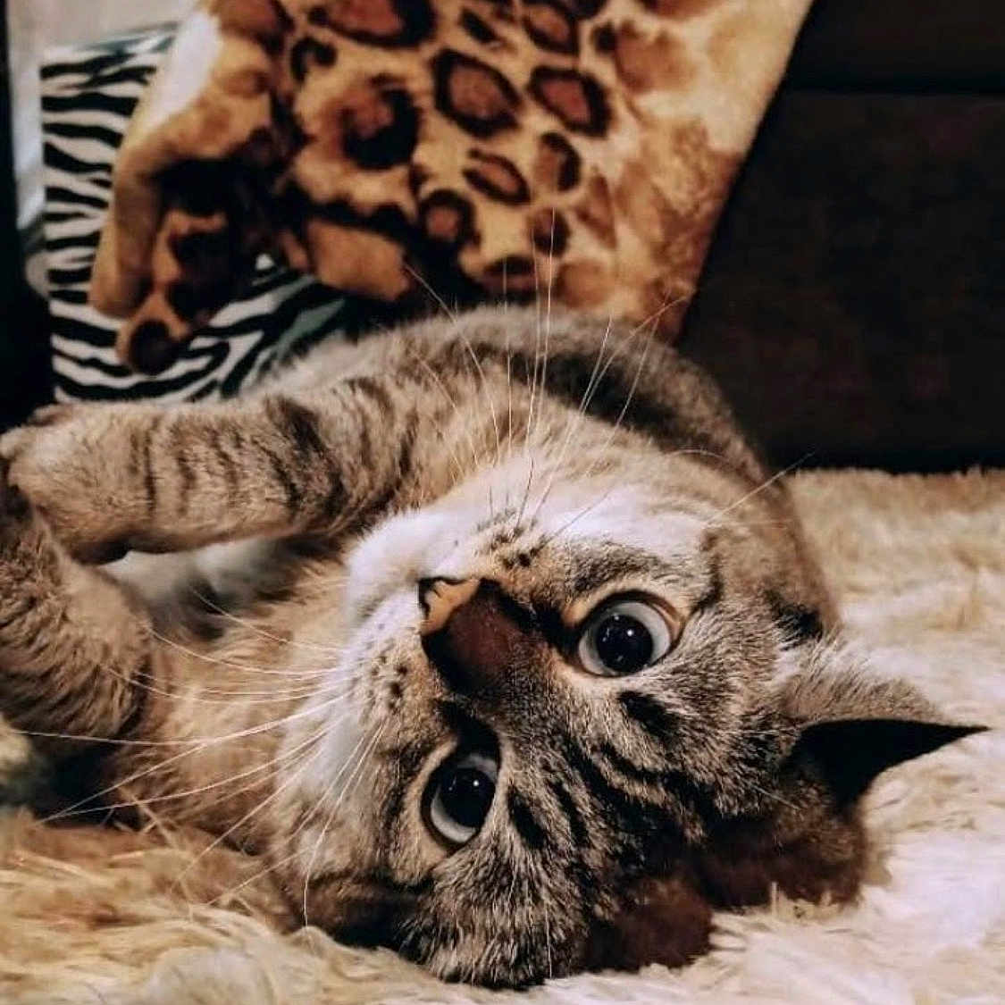 Softy is registered to the contest to win money with this photo: animal, blanket, cat, cozy, curious, cute, domestic_cat, feline, fluffy_rug, fur, indoor, leopard_print, pet, relaxed, resting, soft_texture, tabby, upside_down, whiskers, wide_eyes