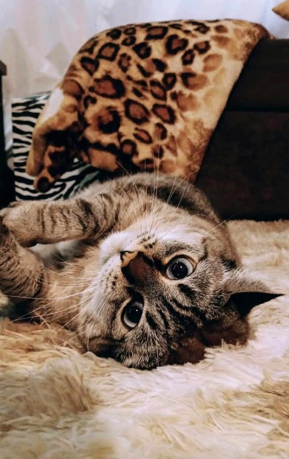 Softy is registered to the contest to win money with this photo: cat, tabby, fluffy_rug, upside_down, wide_eyes, whiskers, indoor, cozy, leopard_print, blanket, pet, feline, curious, relaxed, soft_texture, animal, cute, domestic_cat, fur, resting
