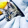 cat, tabby, blue_eyes, blanket, fluffy, cozy, indoor, pet, resting, comfort, fur, closeup, cute, animal, sleepy, relaxation, soft_texture, yellow_pillow, domestic_cat, whiskers