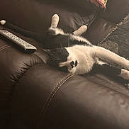 Chance is registered to the contest to win money with this photo: cat, black_and_white, stretching, couch, leather, remote_control, pillow, zebra_pattern, indoor, relaxing, pet, feline, whiskers, paw, fur, home, cozy, resting, animal, living_room