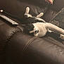 cat, black_and_white, stretching, couch, leather, remote_control, pillow, zebra_pattern, indoor, relaxing, pet, feline, whiskers, paw, fur, home, cozy, resting, animal, living_room