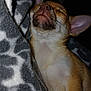 Moka participe au concours pour gagner de l'argent avec cette photo : dog, chihuahua, sleeping, close_up, blanket, cozy, muzzle, whiskers, ears, fur, pet, indoor, portrait, flash, night, nose, chest, brown, tan, cute