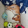 Moka participe au concours pour gagner de l'argent avec cette photo : animal, bed, blanket, collar, comfort, cozy, cute, dog, furry, indoor, pet, plush_toy, puppy, relaxation, resting, sleeping, small_dog, soccer_ball, tennis_ball, toy